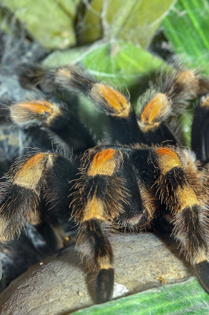 Foto close-up pernas tarântula aranha, brachypelma boehmei