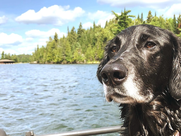 Foto un close-up de un perro collie labrador negro en el lago de los bosques de ontario