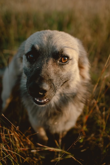 Foto un close-up de un perro marrón blanco callejero mirando a la cámara permaneciendo en un prado seco solo con la luz del sol en