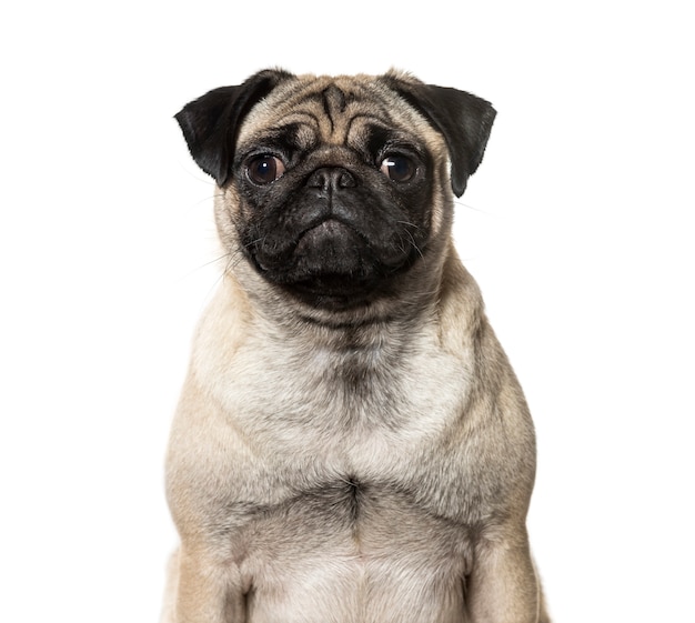 Close-up de un perro Pug delante de un fondo blanco.