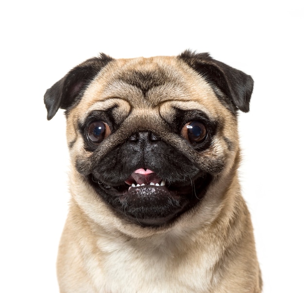 Close-up de un perro Pug delante de un fondo blanco.