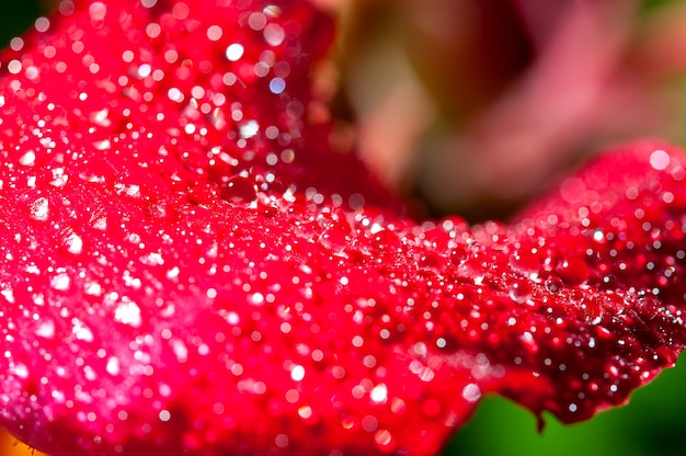 Close-up, pétalas, de, vermelho, adenium, com, água, gotas, e, resplandecente, fundo