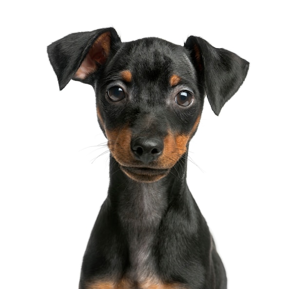 Close-up de un Pinscher delante de una pared blanca