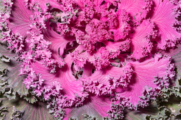 Foto close-up de planta coloreada