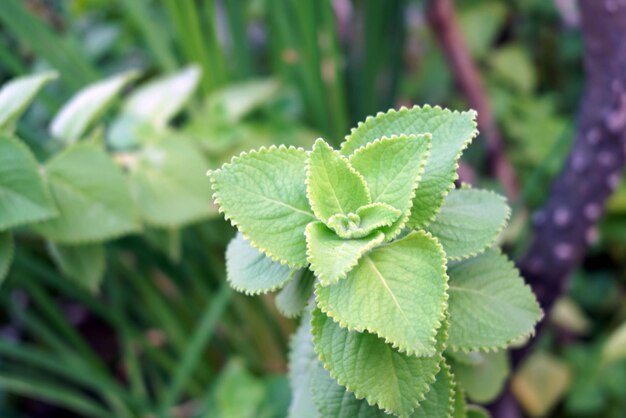 Un close-up de una planta verde con hojas en el jardín en un día soleado