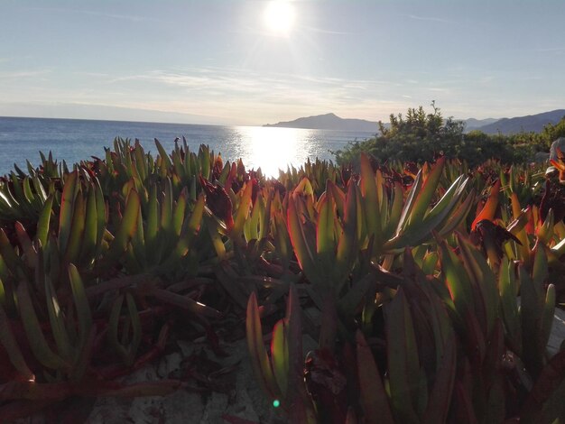 Foto close-up de las plantas por mar