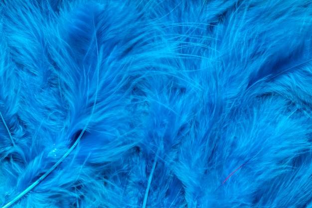 Foto close-up de plumas azules