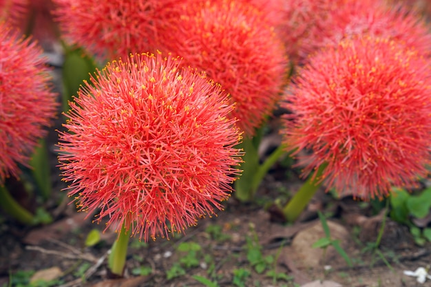 Close-up Pó de lírio ou flor de sangue é uma inflorescência redonda vermelha. Plantas ornamentais da Tailândia.