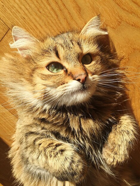 Foto close-up-porträt einer katze, die sich auf dem boden entspannt