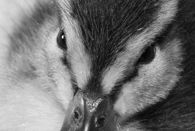 Foto close-up-porträt einer katze