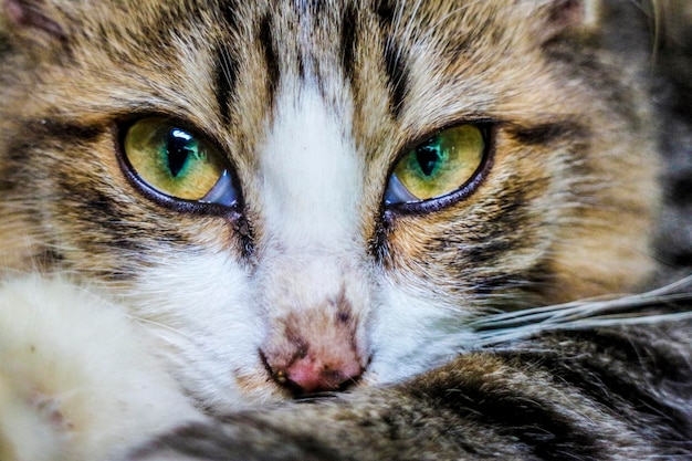 Close-up-Porträt einer Katze