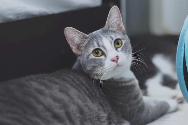 Foto close-up-porträt einer katze