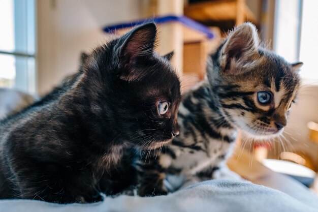 Foto close-up-porträt einer katze