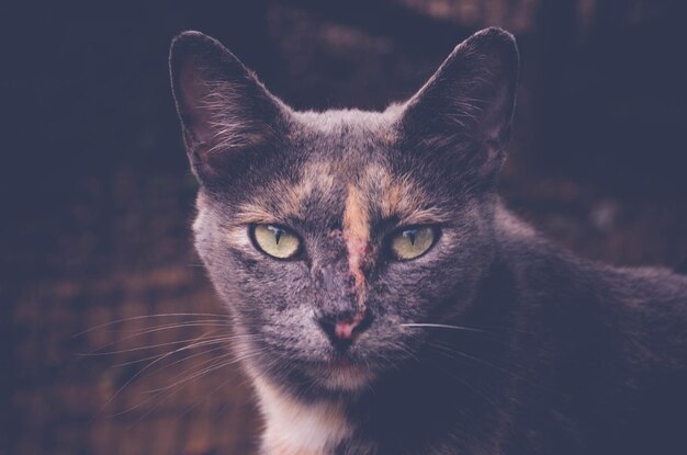 Foto close-up-porträt einer katze