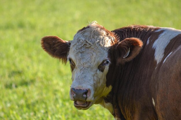 Close-up-Porträt einer Kuh auf dem Feld