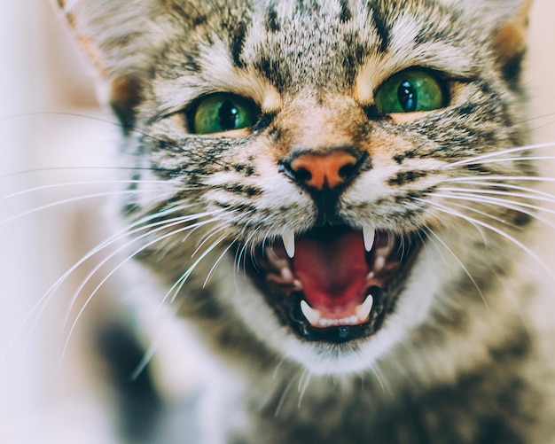 Foto close-up-porträt einer schreienden katze