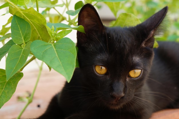 Close-up-Porträt einer schwarzen Katze, die sich an einer Pflanze entspannt