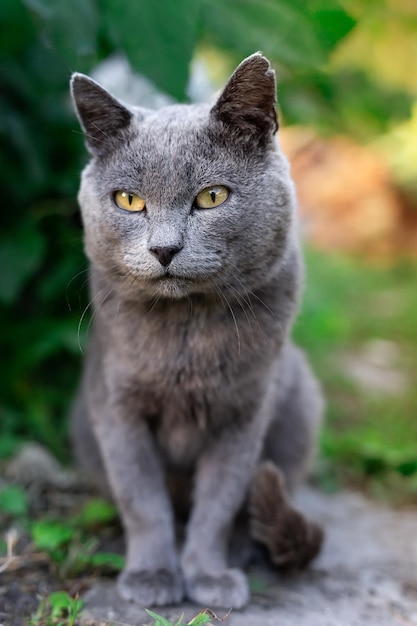 Close-up-Porträt einer Tabby-Katze vor einem verschwommenen Hintergrund