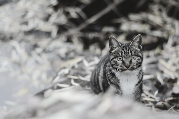 Close-up-Porträt einer Tabby-Katze