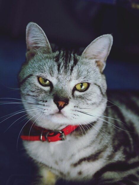 Foto close-up-porträt einer tabby-katze