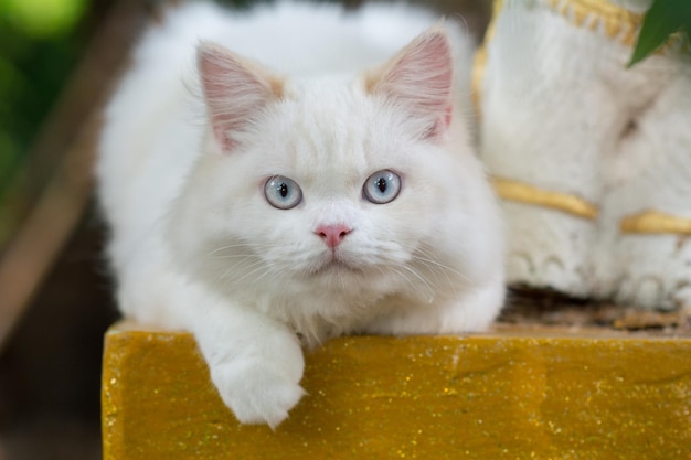 Foto close-up-porträt einer weißen katze