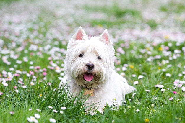 Close-up-Porträt eines Hundes auf einem Grasland