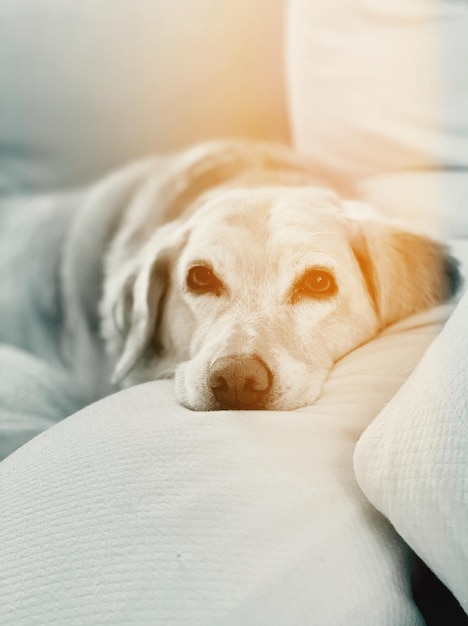 Close-up-Porträt eines Hundes, der auf einem Bett ruht