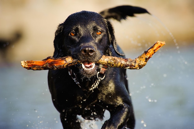 Foto close-up-porträt eines hundes mit einem stock im mund