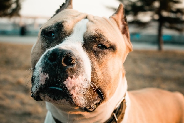 Close-up-Porträt eines Hundes