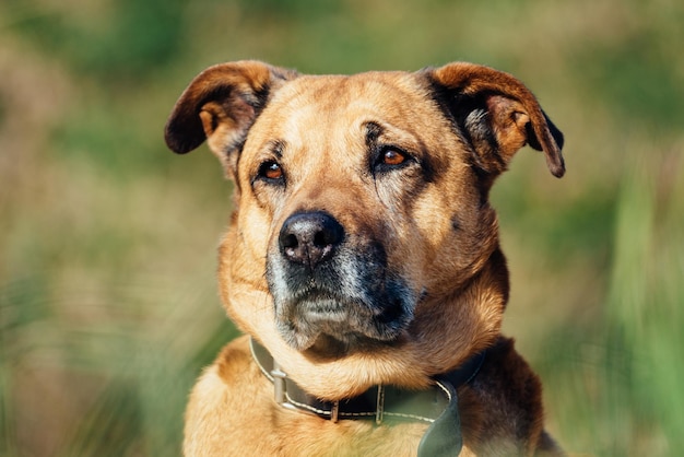 Close-up-Porträt eines Hundes