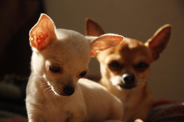 Close-up-Porträt eines Hundes
