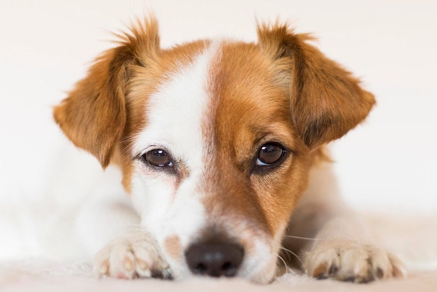 Close-up-Porträt eines Hundes
