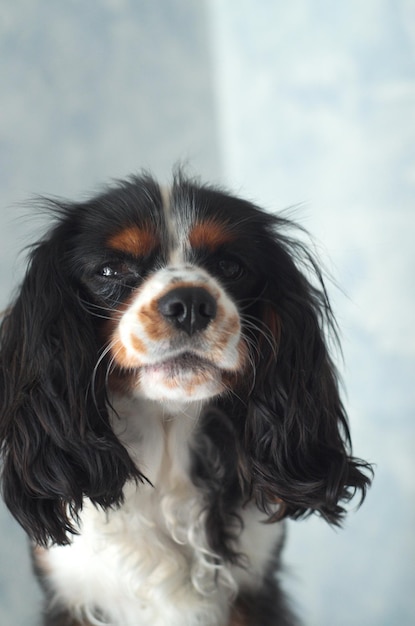 Close-up-Porträt eines Hundes