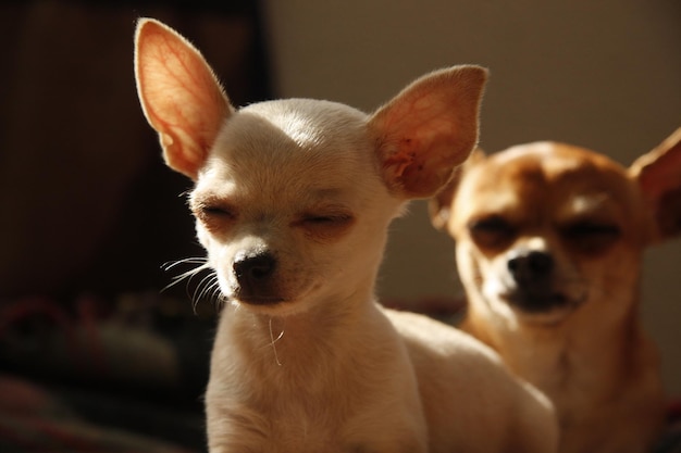 Close-up-Porträt eines Hundes