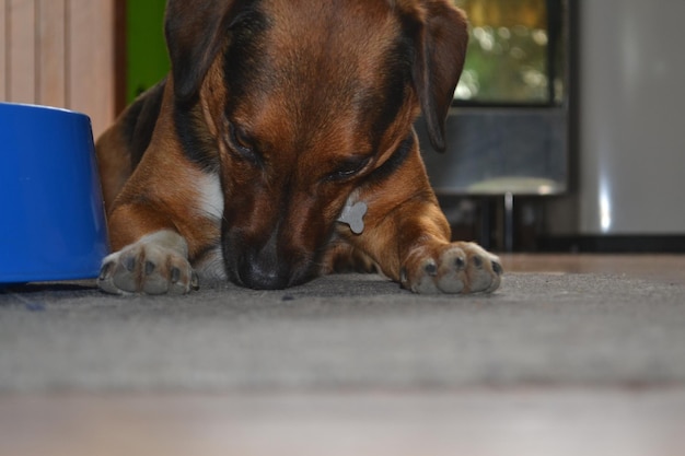 Close-up-Porträt eines Hundes