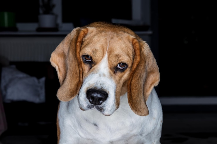 Foto close-up-porträt eines hundes