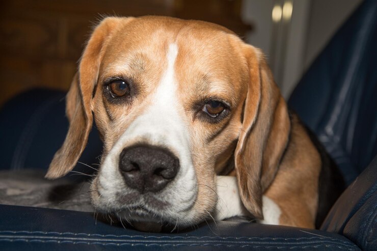 Foto close-up-porträt eines hundes