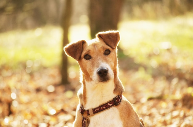 Close-up-Porträt eines Hundes