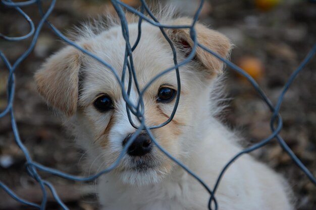 Foto close-up-porträt eines hundes