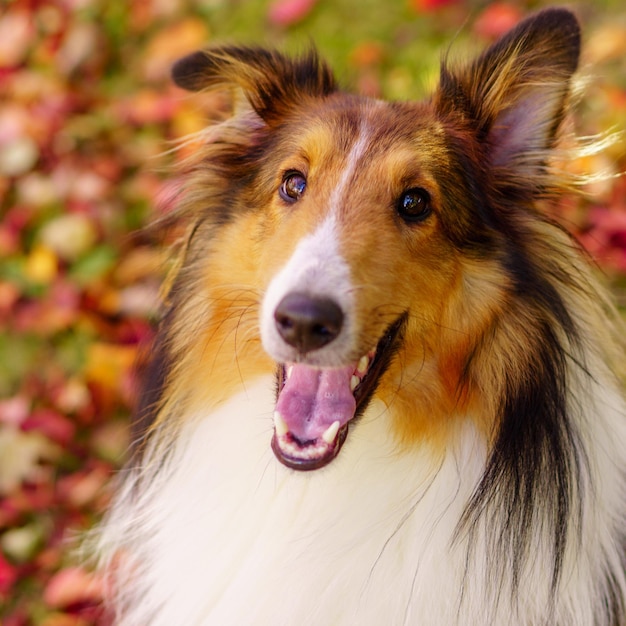 Close-up-Porträt eines rauen Collie