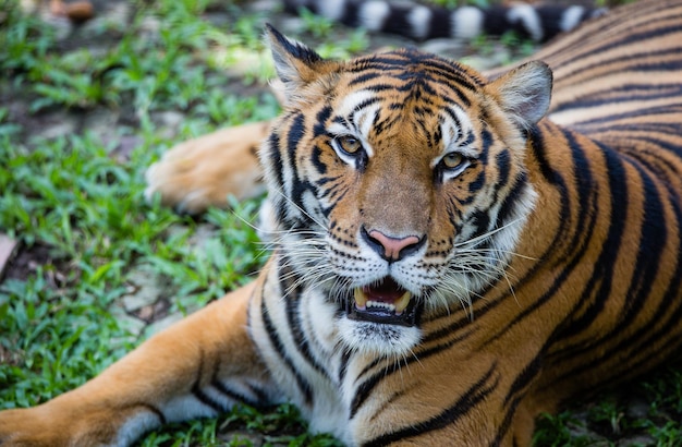 Close-up-Porträt eines Tigers