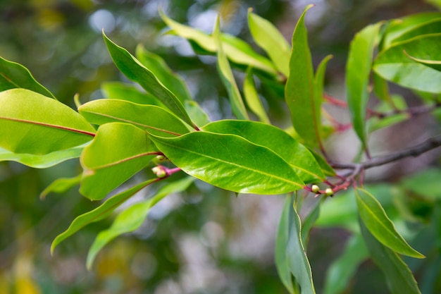 Close-up Prunus laurocerasus o laurel cereza hojas verdes en la luz del sol