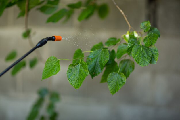 Close-up de pulverizador contra ramita