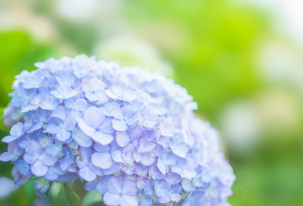Close-up Purple Hydrangea en el concepto de jardín y espacio