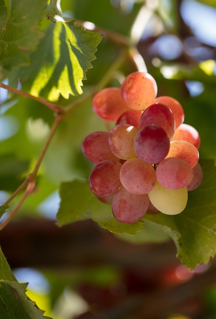 Close-up de racimos de uvas maduras en vid