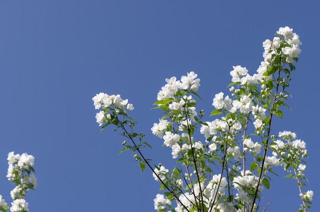 Close-up de ramas de cerezo pájaro blanco en verano contra un cielo azul claro brillante