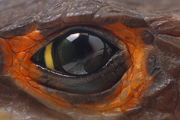 Close-up Red Eyed Crocodile Skink