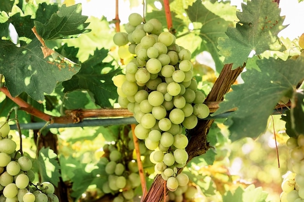 Close-up reifer Haufen weiße Trauben auf Rebe für die Weinherstellung. Herbsttraubenernte, frische Früchte. Chardonnay, Chenin Blanc, Muscat, Pinot Blanc, Riesling, Sauvignon Blanc Rebsorte.