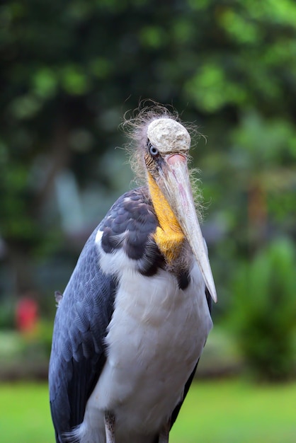 Close Up retrato de un Bangau tongtong Leptoptilos javanicus