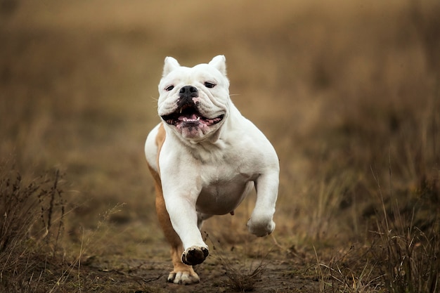 Close Up retrato de bulldog inglés de aspecto feliz corriendo hacia adelante en el campo